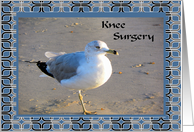 Knee Surgery Seagull...
