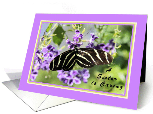 Birthday for Little Sister with Zebra Wing Butterfly card (929222)