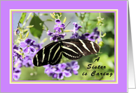 Birthday for Little Sister with Zebra Wing Butterfly card