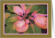 Season’s Greetings with Pink Poinsettia card