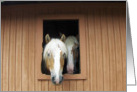 Horses in Barn card