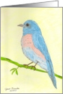 Bluebird - Painting card