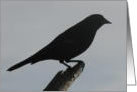 Redwing Blackbird Sillouette card