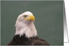 Bald Eagle Portrait card