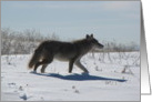 Coyote in the Snow card