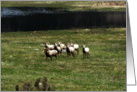 Colorado - Rocky Mountains Bighorn Sheep Rams card