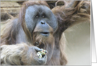 Orangutan card
