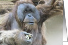 Orangutan card