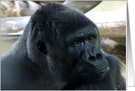 Silverback Gorilla - Yes, I Know I’m Handsome card