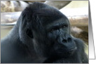 Silverback Gorilla - Yes, I Know I’m Handsome card