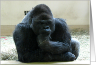 Silverback Gorilla - Thinking card