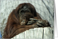 Mama and Baby Orangutan card