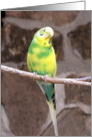 Parakeet card