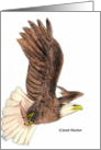 Bald Eagle in Flight card