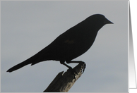 Redwing Blackbird Sillouette card