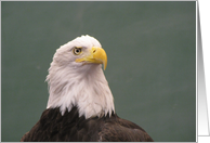 Bald Eagle Portrait card
