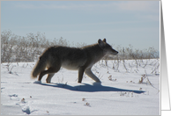 Coyote in the Snow card