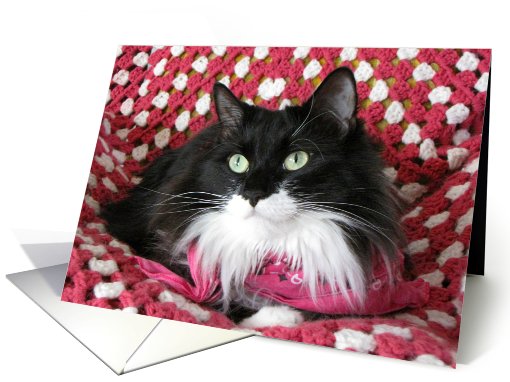 Black & White Kitty card (767500)