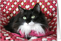 Black & White Kitty card