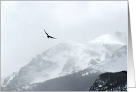 Hawk in Colorado Rocky Mountains card
