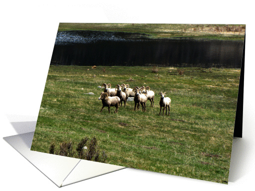 Colorado - Rocky Mountains Bighorn Sheep Rams card (767539)