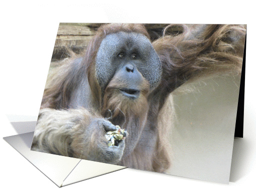 Orangutan card (767573)