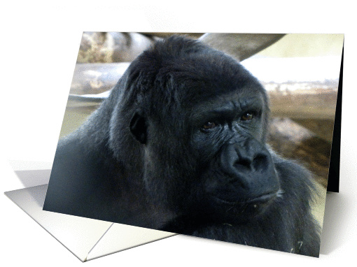 Silverback Gorilla - Yes, I Know I'm Handsome card (767577)