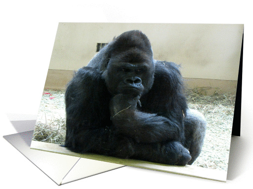 Silverback Gorilla - Thinking card (767580)