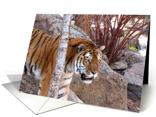 Tiger card (767587)