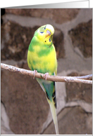 Parakeet card