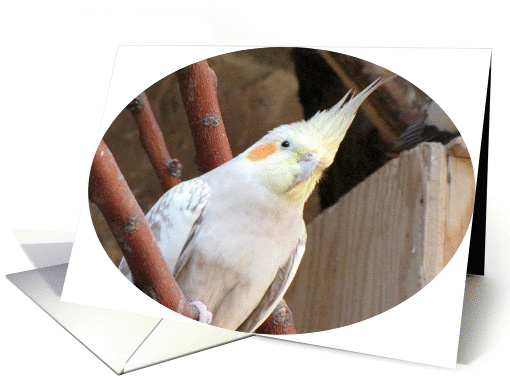 Cockateel-Cockatoo card (767591)
