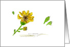 Yellow Flower card