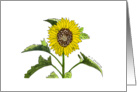 Sunflower card