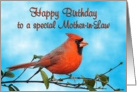 Happy Birthday Mother-in-Law Cardinal Bird card