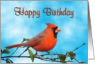 Happy Birthday Cardinal Bird card