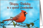Happy Birthday Grandmother Cardinal Bird card