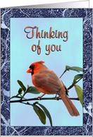 Cardinal Thinking of...