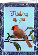 Cardinal Thinking of You card