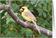Yellow Cardinal card