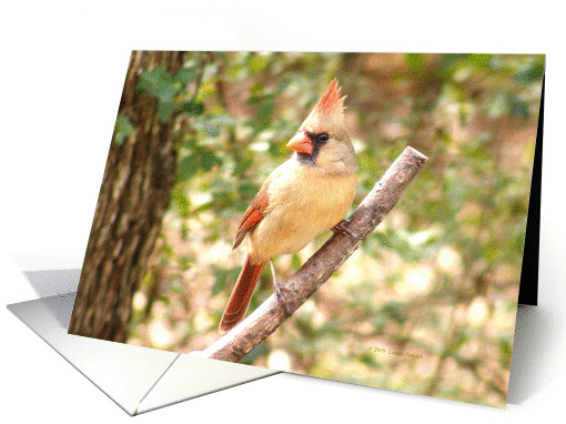 Female Cardinal card (430340)