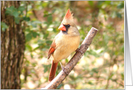Female Cardinal card