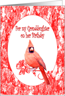 Granddaughter Birthday, Cardinal card