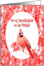 Granddaughter Birthday, Cardinal card