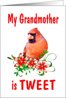 Grandmother Birthday - Cardinal card