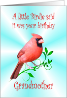 Grandmother Birthday - Cardinal card