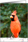Cardinal Birthday card