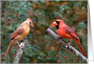 Anniversary Cardinals card