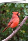 Thinking of You - Cardinal card