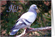 Pigeon Hi Blank card