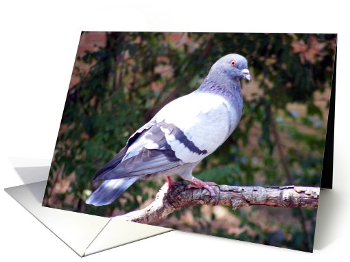 Pigeon Blank card (710325)